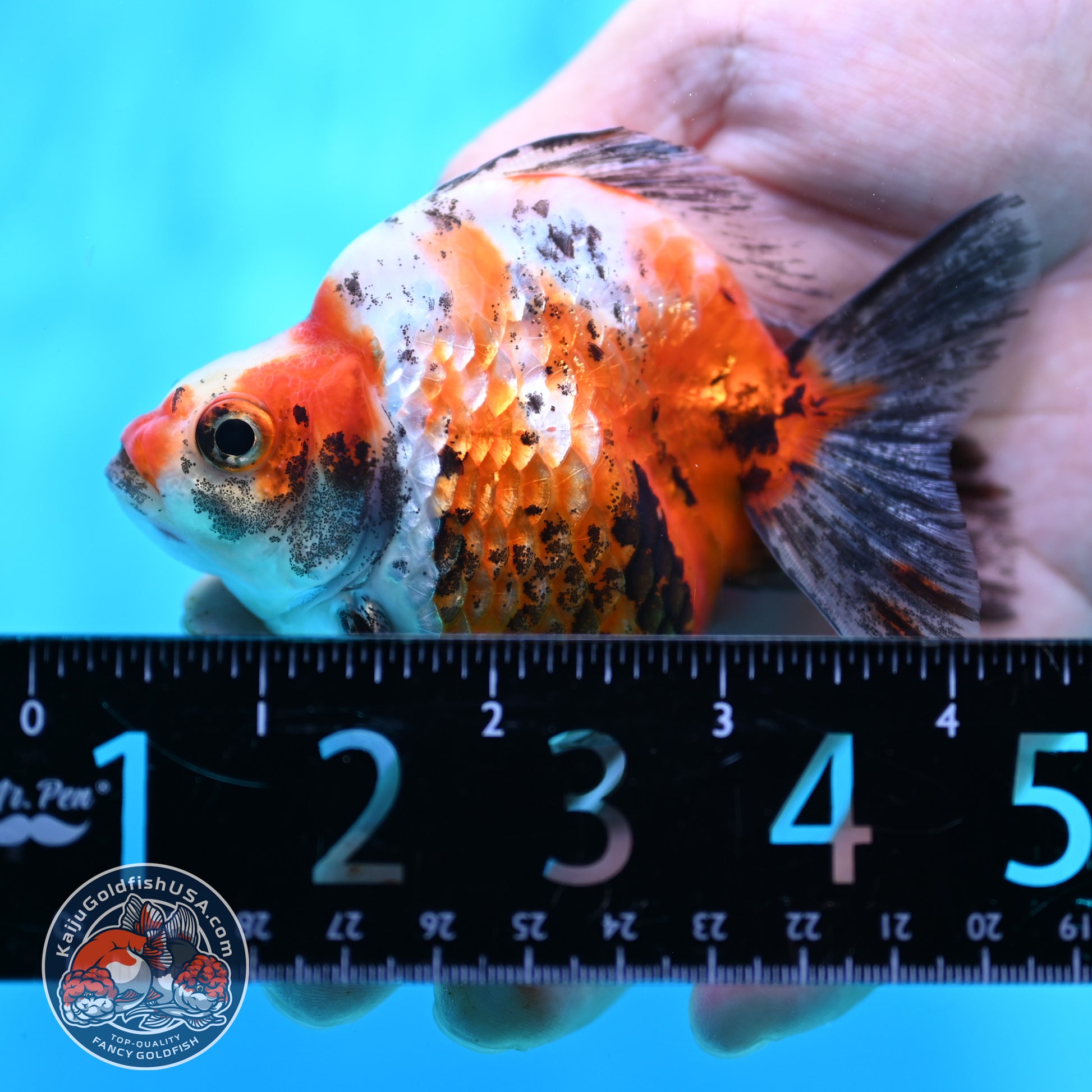 Tricolor Sakura Ryukin 3.5 inch Body (260417_RY02)
