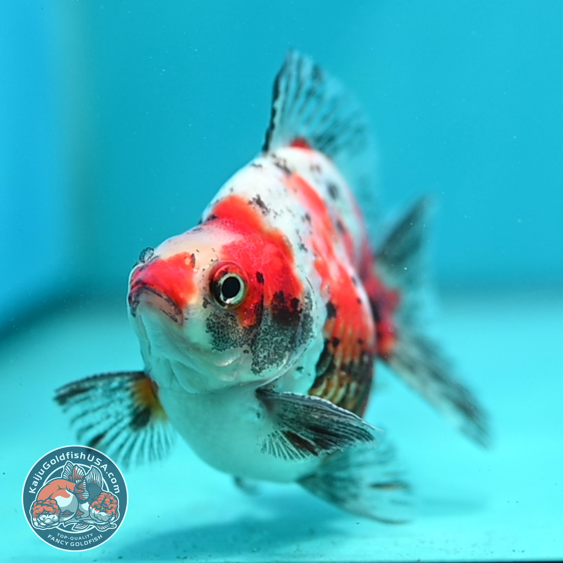 Tricolor Sakura Ryukin 3.5 inch Body (260417_RY02)