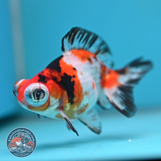 Tricolor Sakura Telescope 3 inch Body (260123_TL05)