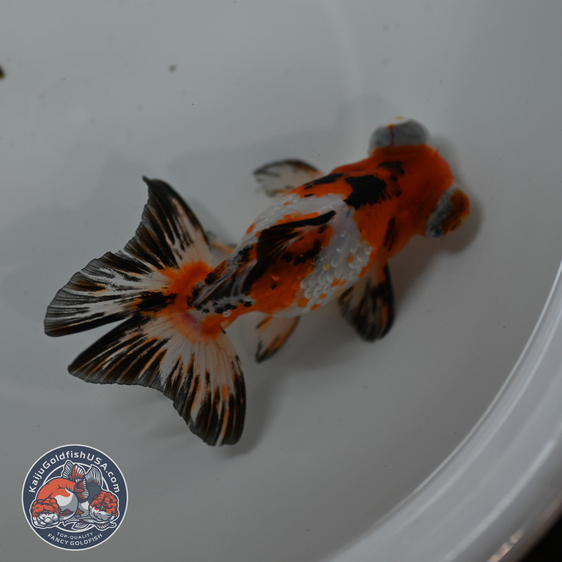 Tricolor Sakura Telescope 3 inch Body (260123_TL05)