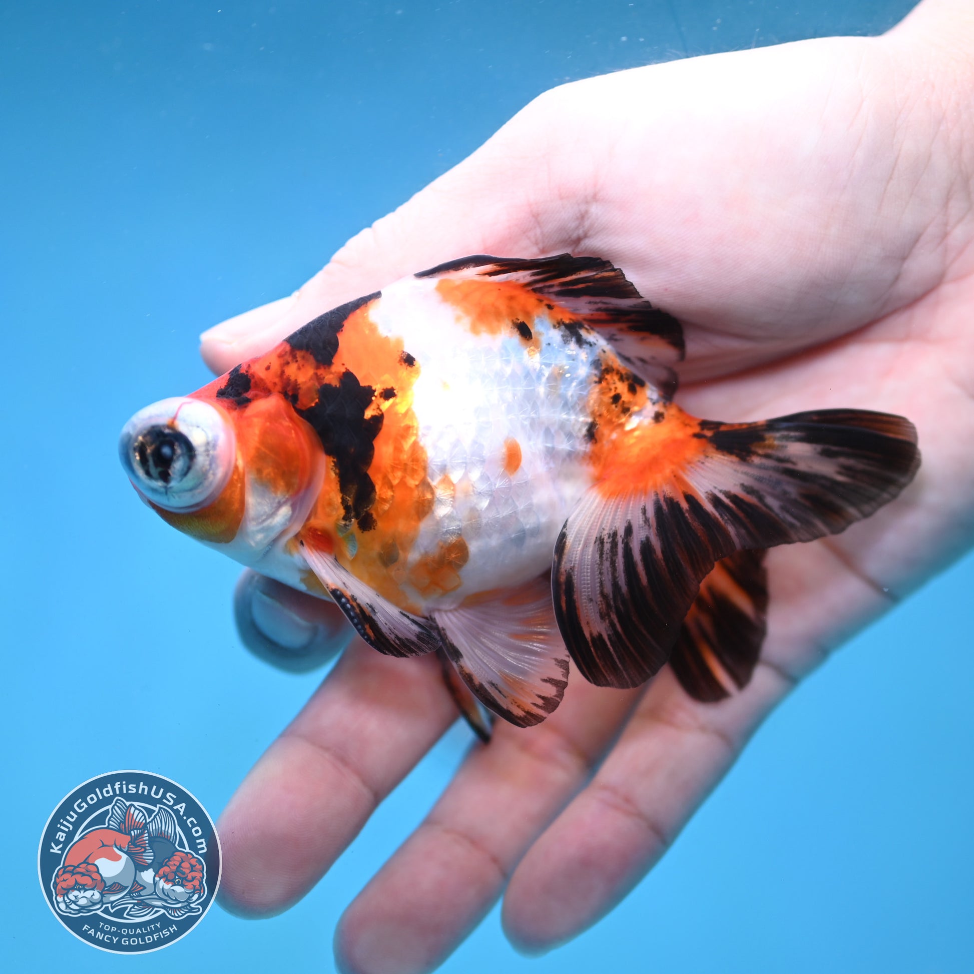 Tricolor Sakura Telescope 3 inch Body (260123_TL05)