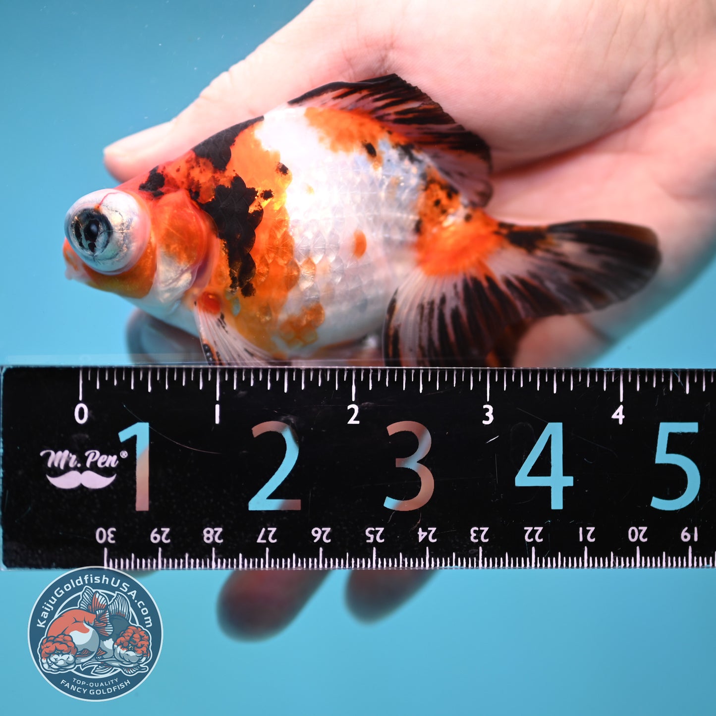 Tricolor Sakura Telescope 3 inch Body (260123_TL05)