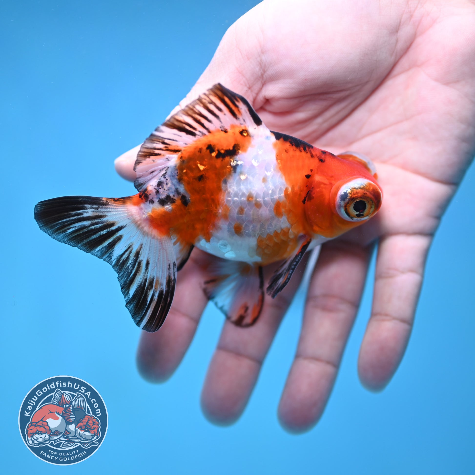 Tricolor Sakura Telescope 3 inch Body (260123_TL05)