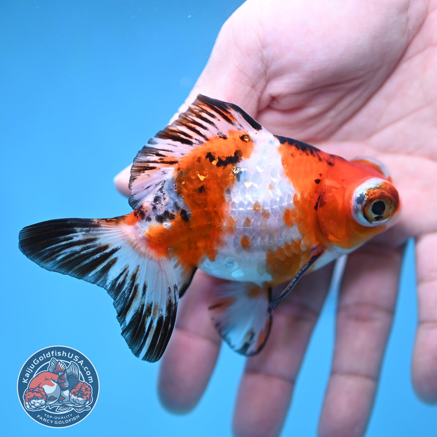 Tricolor Sakura Telescope 3 inch Body (260123_TL05)