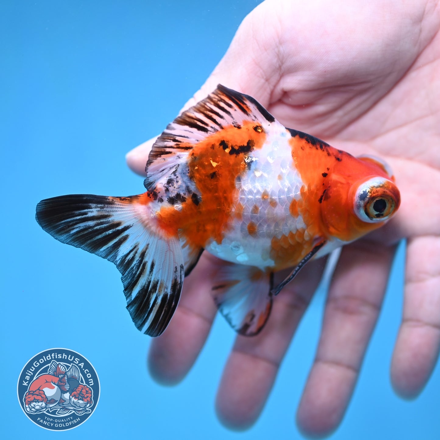 Tricolor Sakura Telescope 3 inch Body (260123_TL05)