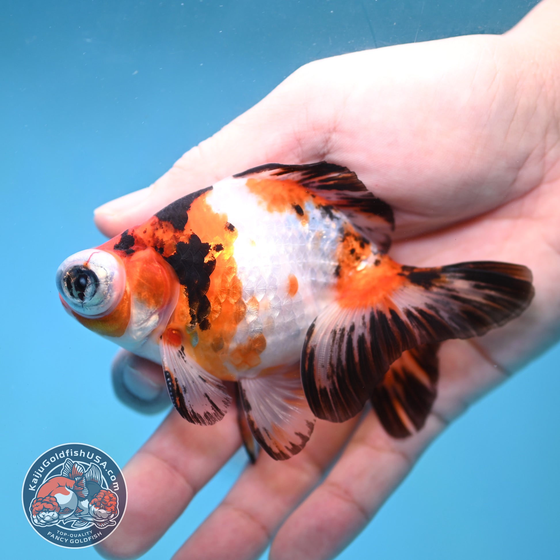 Tricolor Sakura Telescope 3 inch Body (260123_TL05)