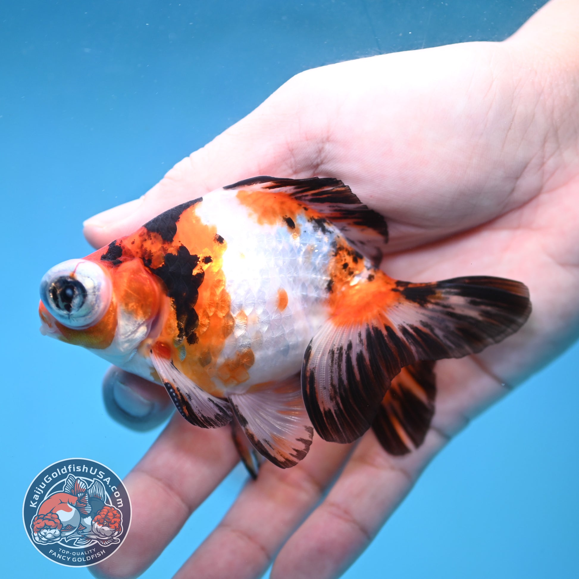 Tricolor Sakura Telescope 3 inch Body (260123_TL05)