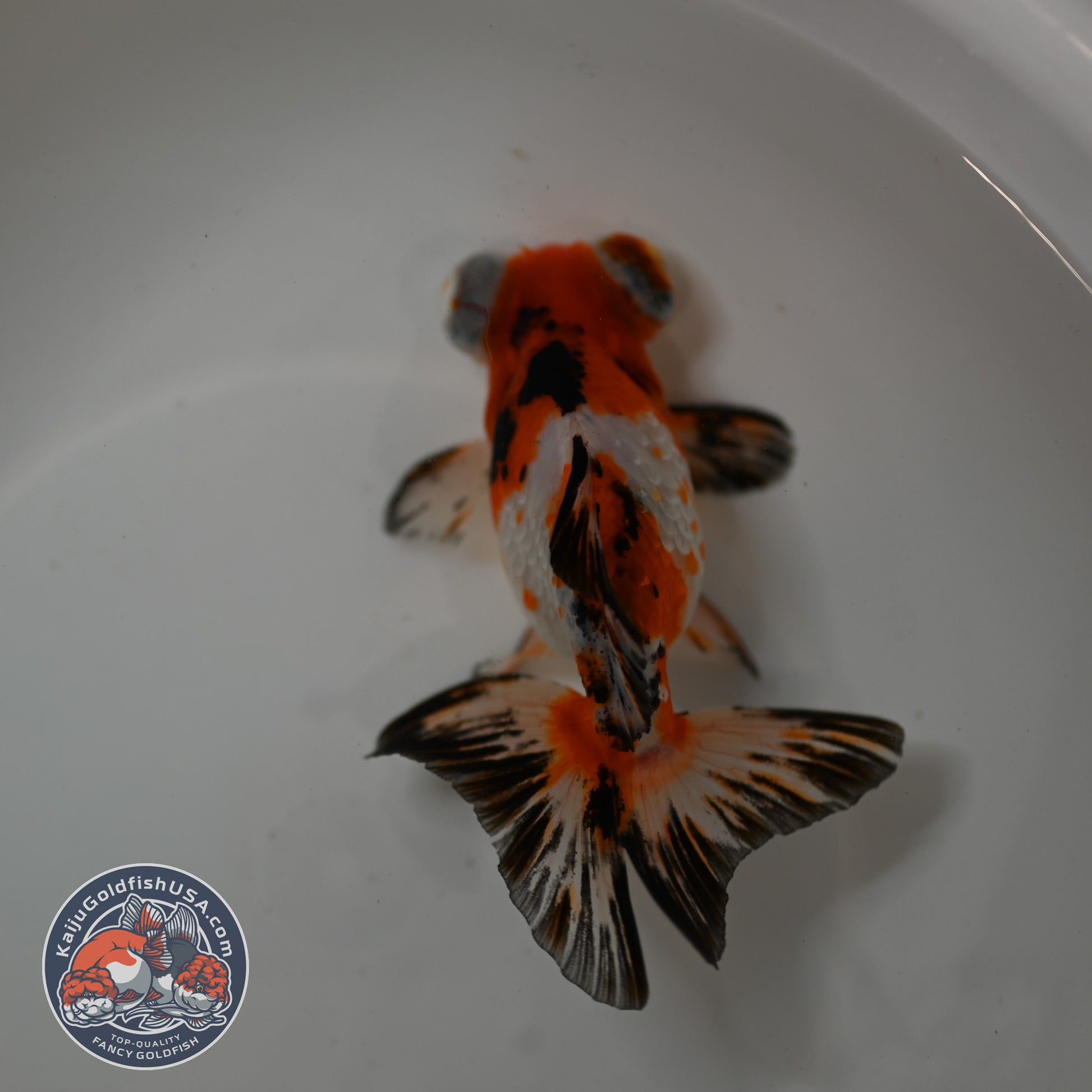 Tricolor Sakura Telescope 3 inch Body (260123_TL05)