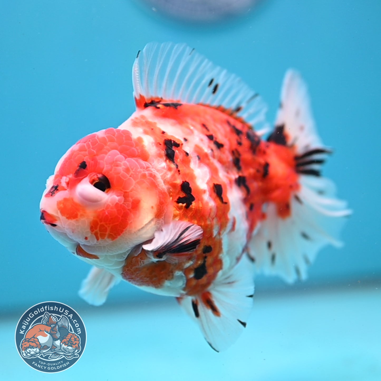 Tricolor Sakura Tiger Oranda 4 inch Body (251031_OR21)