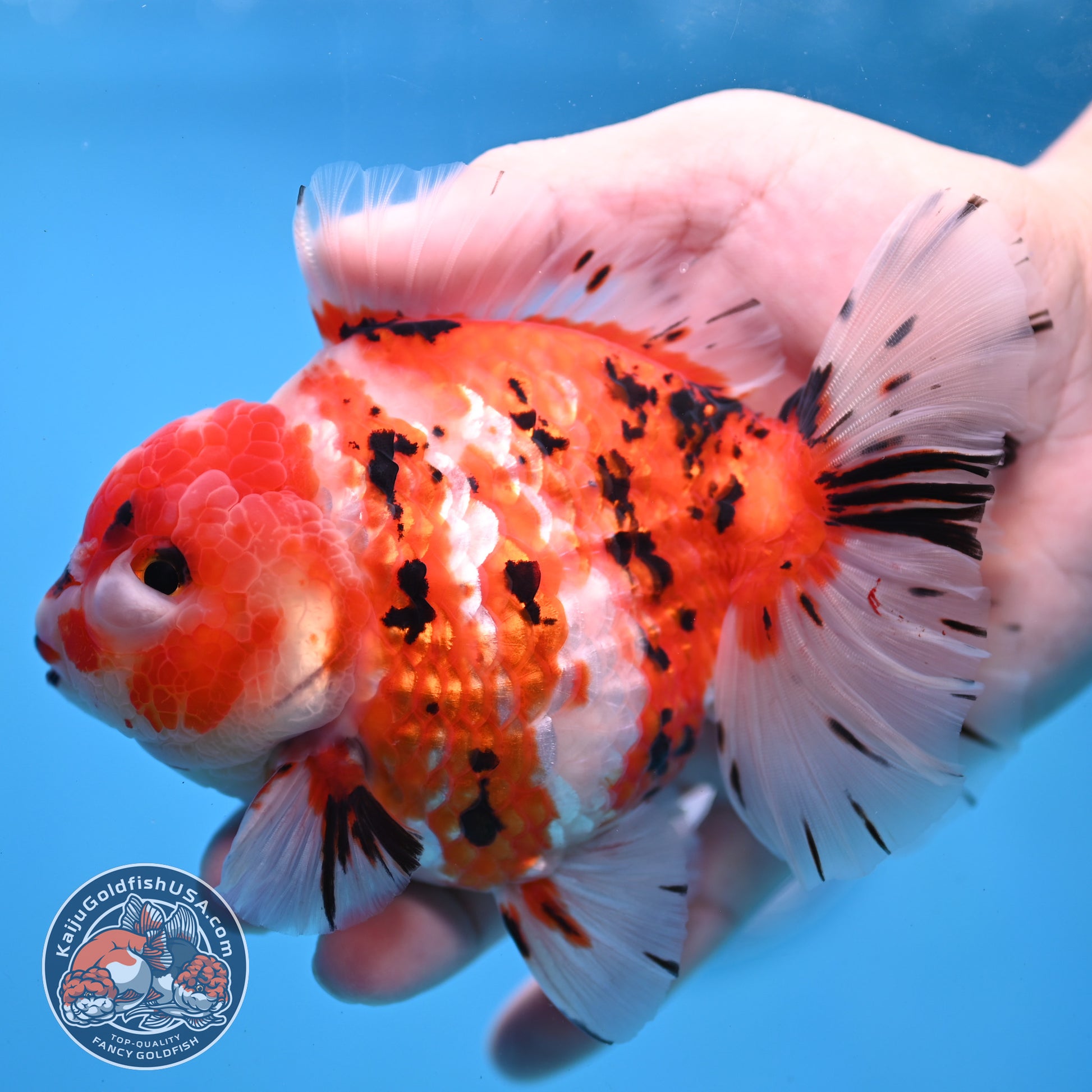 Tricolor Sakura Tiger Oranda 4 inch Body (251031_OR21)
