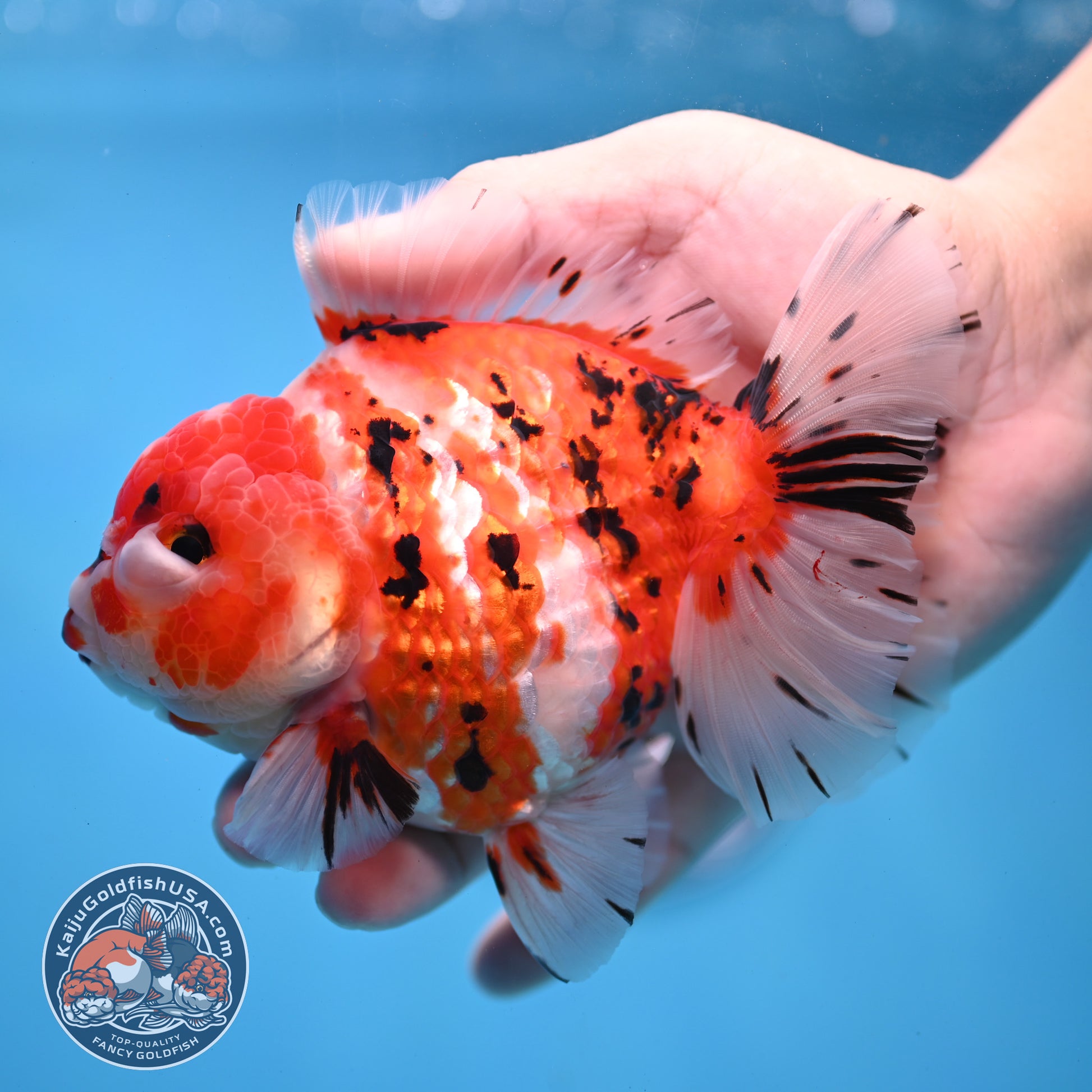 Tricolor Sakura Tiger Oranda 4 inch Body (251031_OR21)