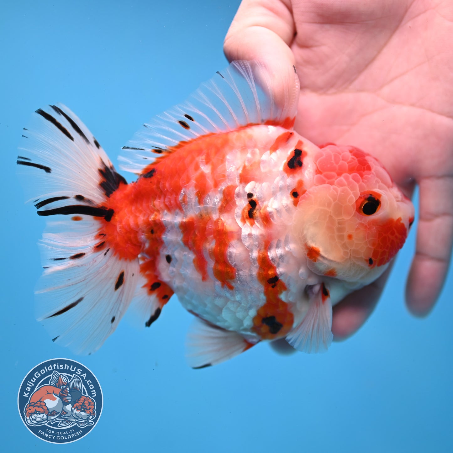 Tricolor Sakura Tiger Oranda 4 inch Body (251031_OR21)