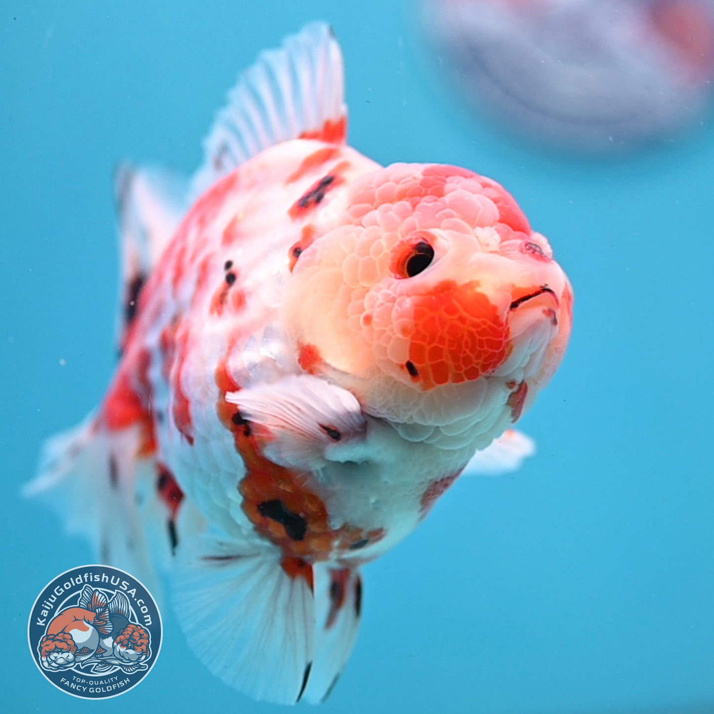 Tricolor Sakura Tiger Oranda 4 inch Body (251031_OR21)