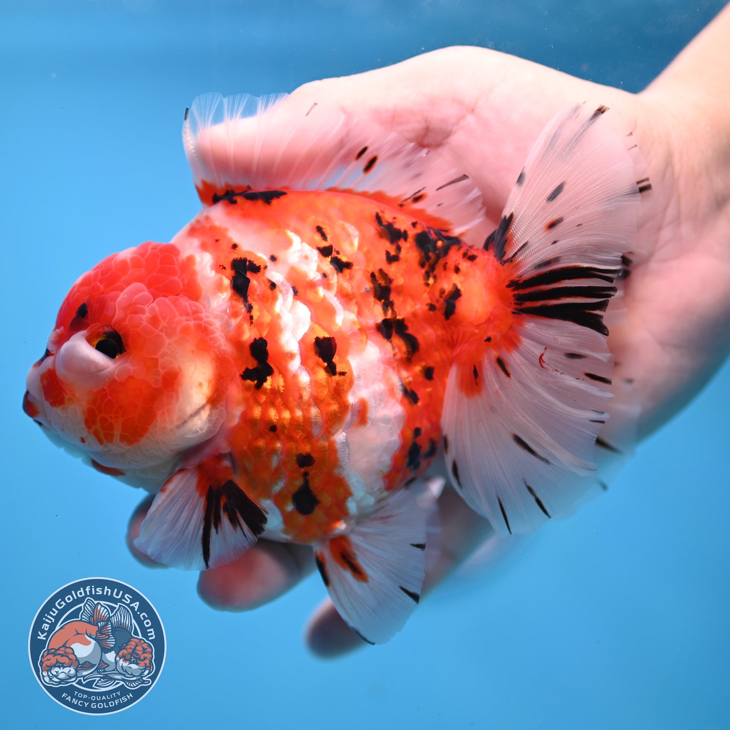 Tricolor Sakura Tiger Oranda 4 inch Body (251031_OR21)