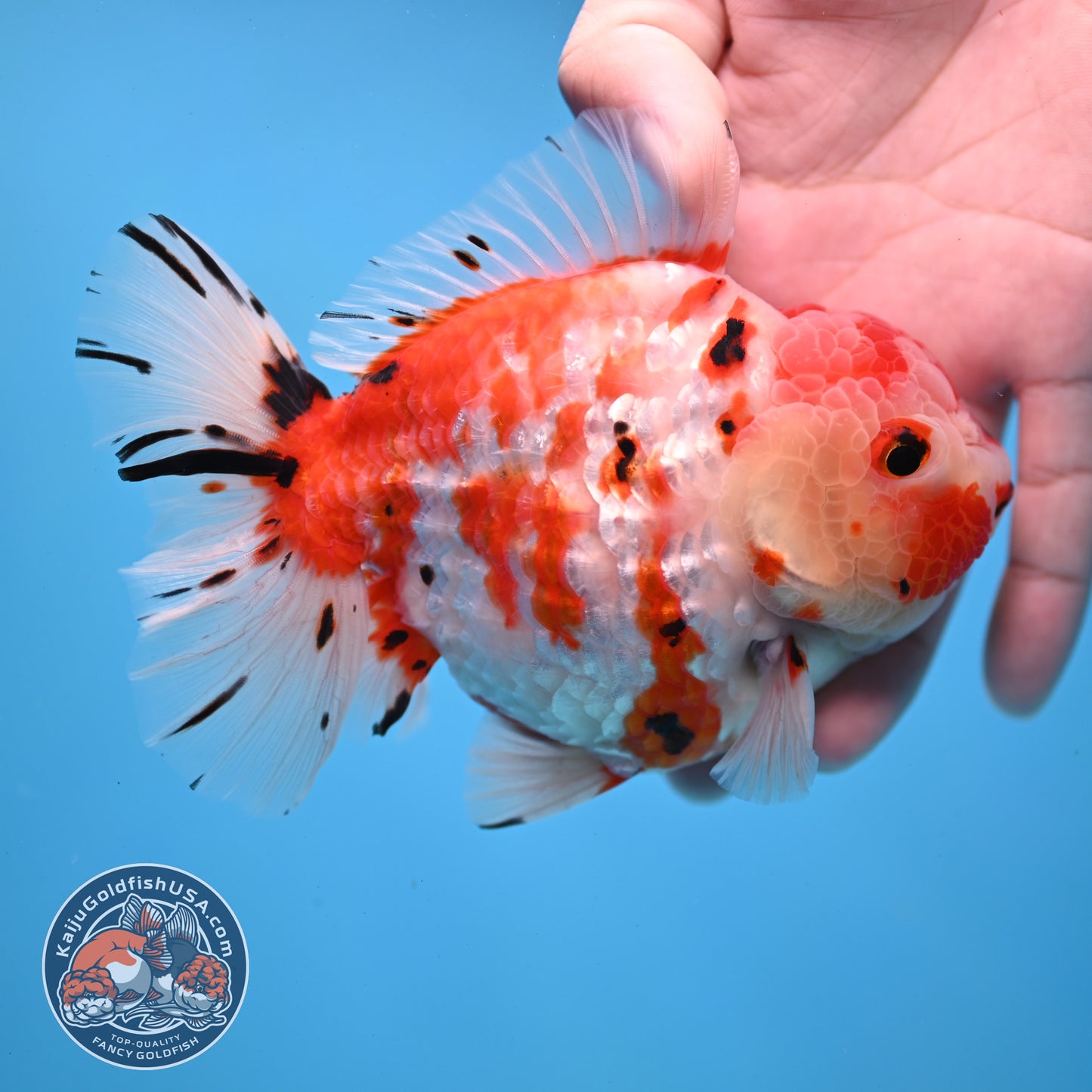 Tricolor Sakura Tiger Oranda 4 inch Body (251031_OR21)