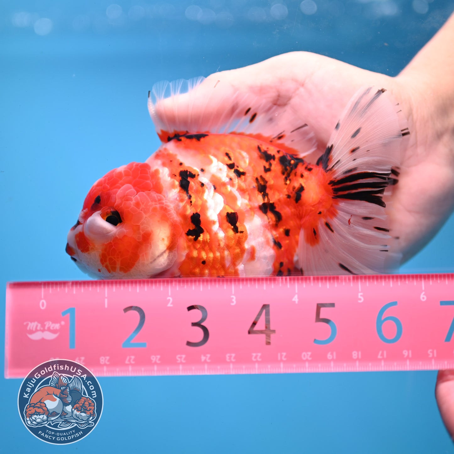 Tricolor Sakura Tiger Oranda 4 inch Body (251031_OR21)