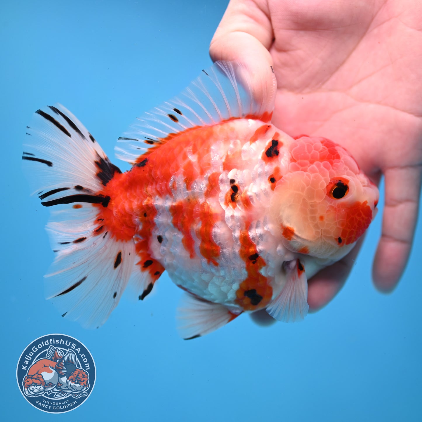 Tricolor Sakura Tiger Oranda 4 inch Body (251031_OR21)