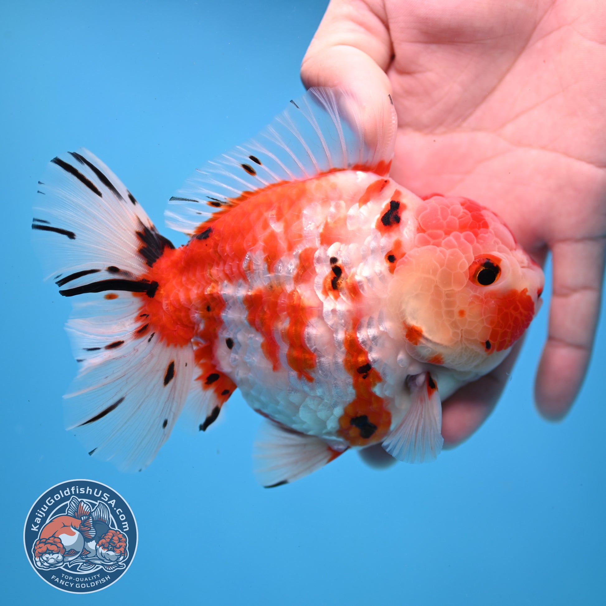 Tricolor Sakura Tiger Oranda 4 inch Body (251031_OR21)