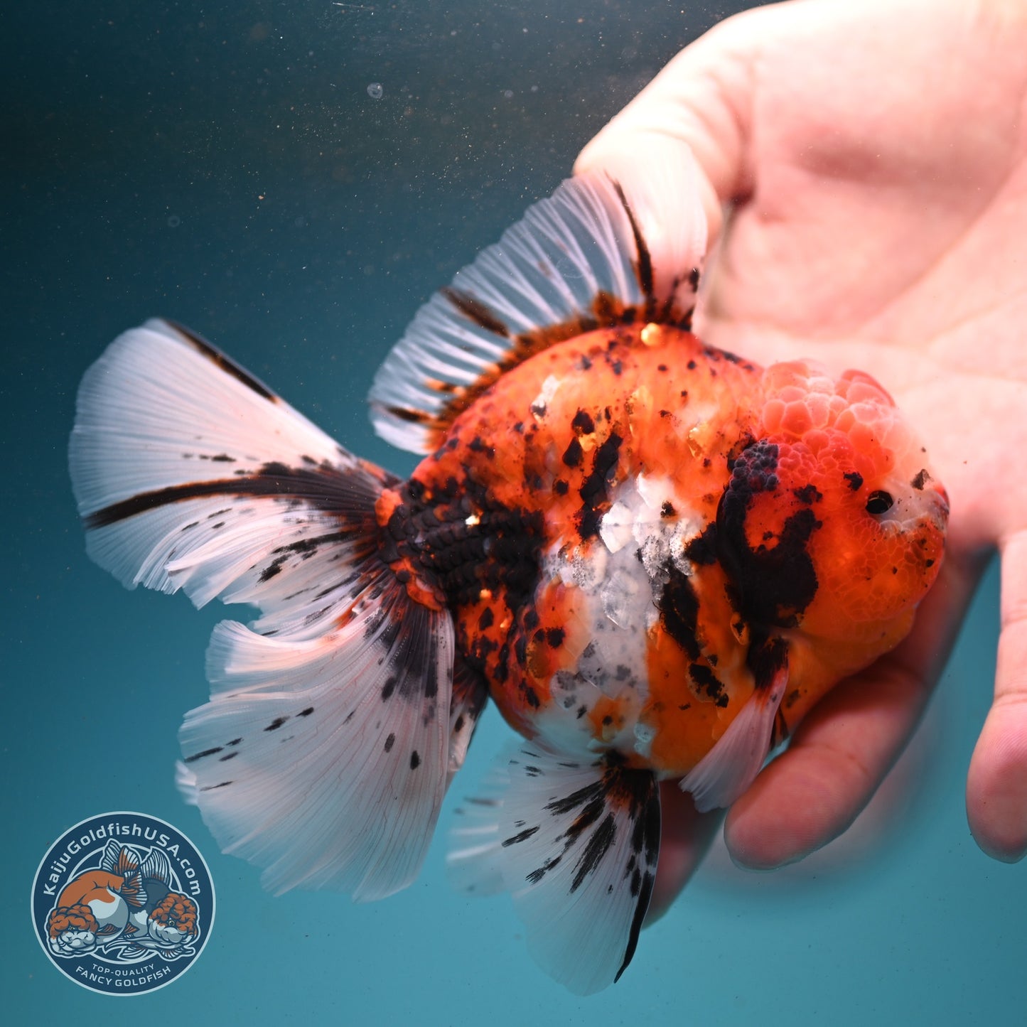 Tricolor Sakura/Tiger Rose Tail Oranda 3.5 inch Body (260807_OR02)