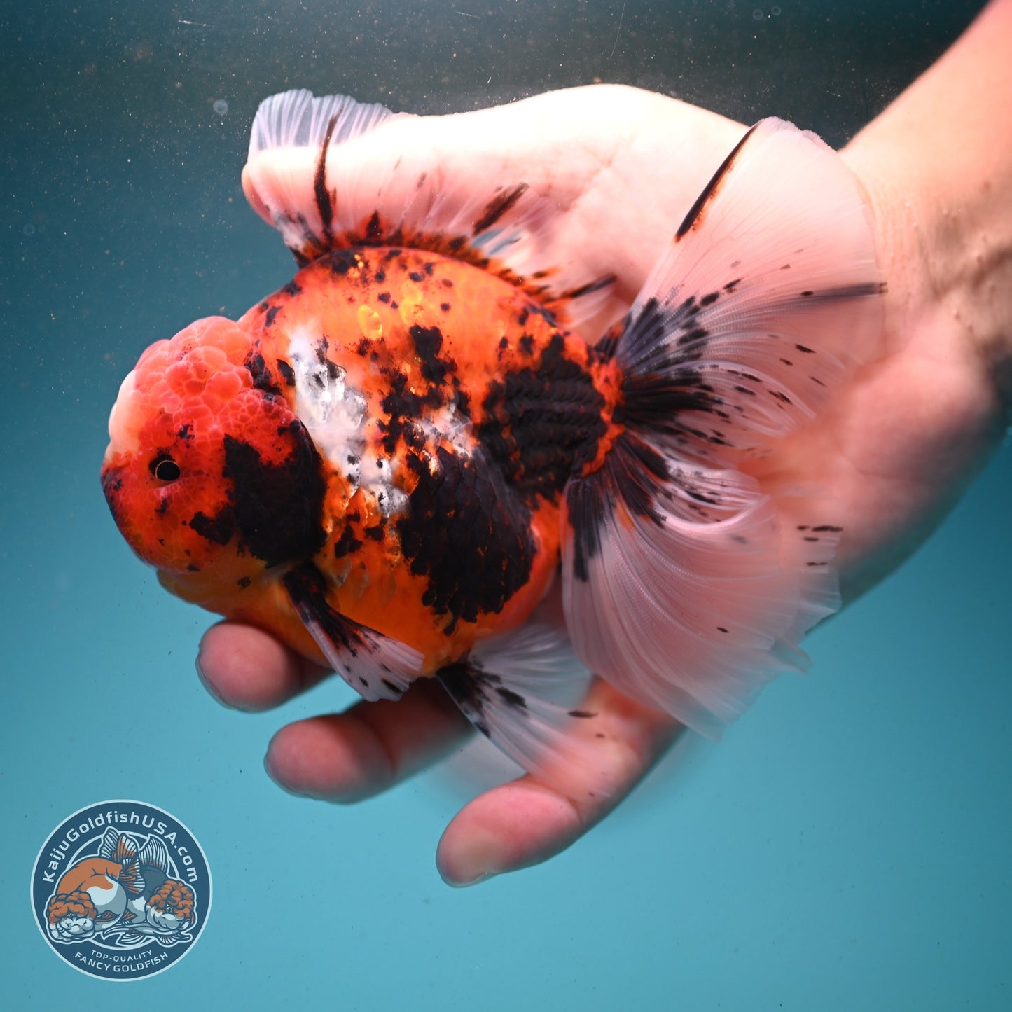 Tricolor Sakura/Tiger Rose Tail Oranda 3.5 inch Body (260807_OR02)