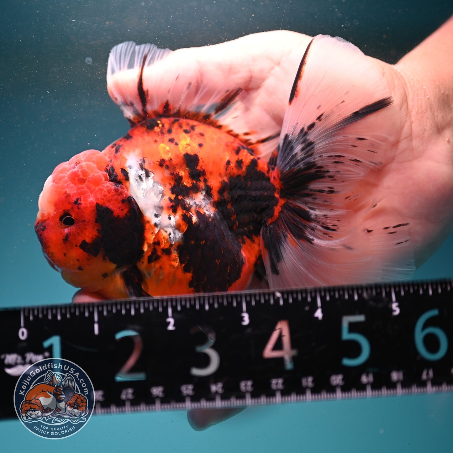 Tricolor Sakura/Tiger Rose Tail Oranda 3.5 inch Body (260807_OR02)