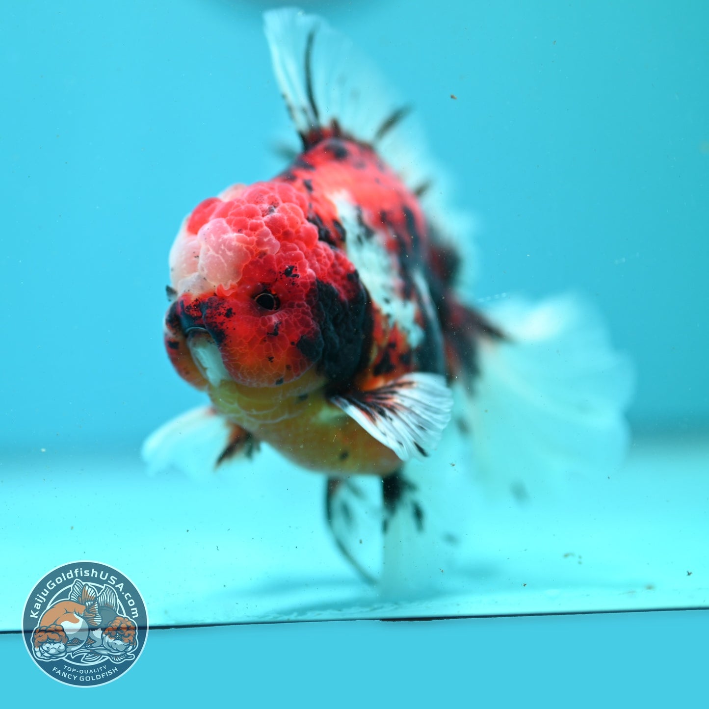 Tricolor Sakura/Tiger Rose Tail Oranda 3.5 inch Body (260807_OR02)