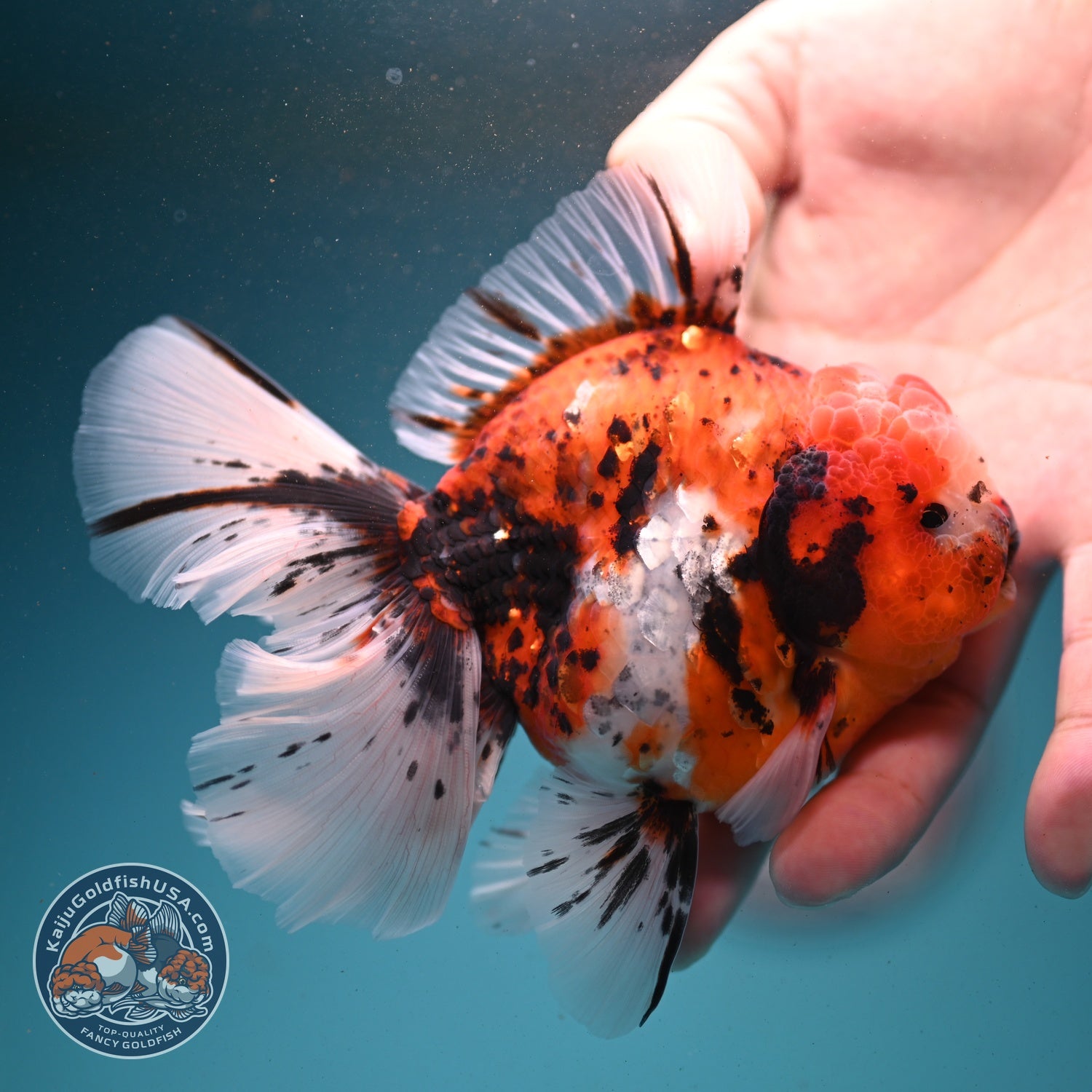 Tricolor Sakura/Tiger Rose Tail Oranda 3.5 inch Body (260807_OR02)