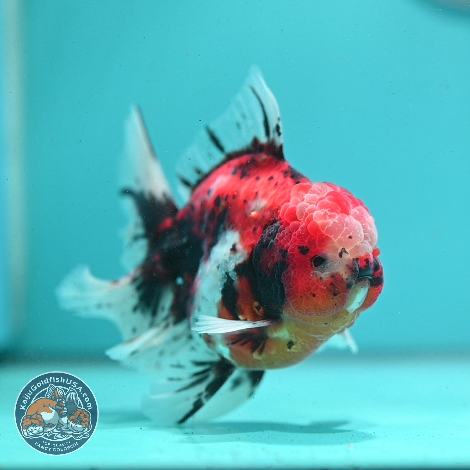 Tricolor Sakura/Tiger Rose Tail Oranda 3.5 inch Body (260807_OR02)