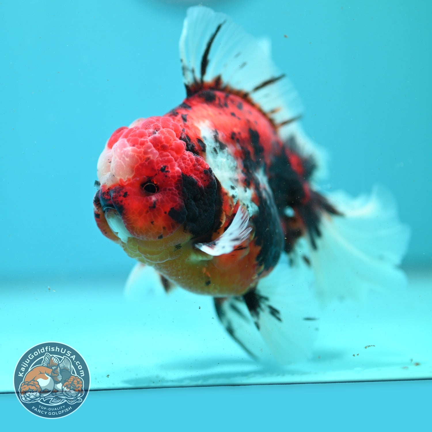 Tricolor Sakura/Tiger Rose Tail Oranda 3.5 inch Body (260807_OR02)