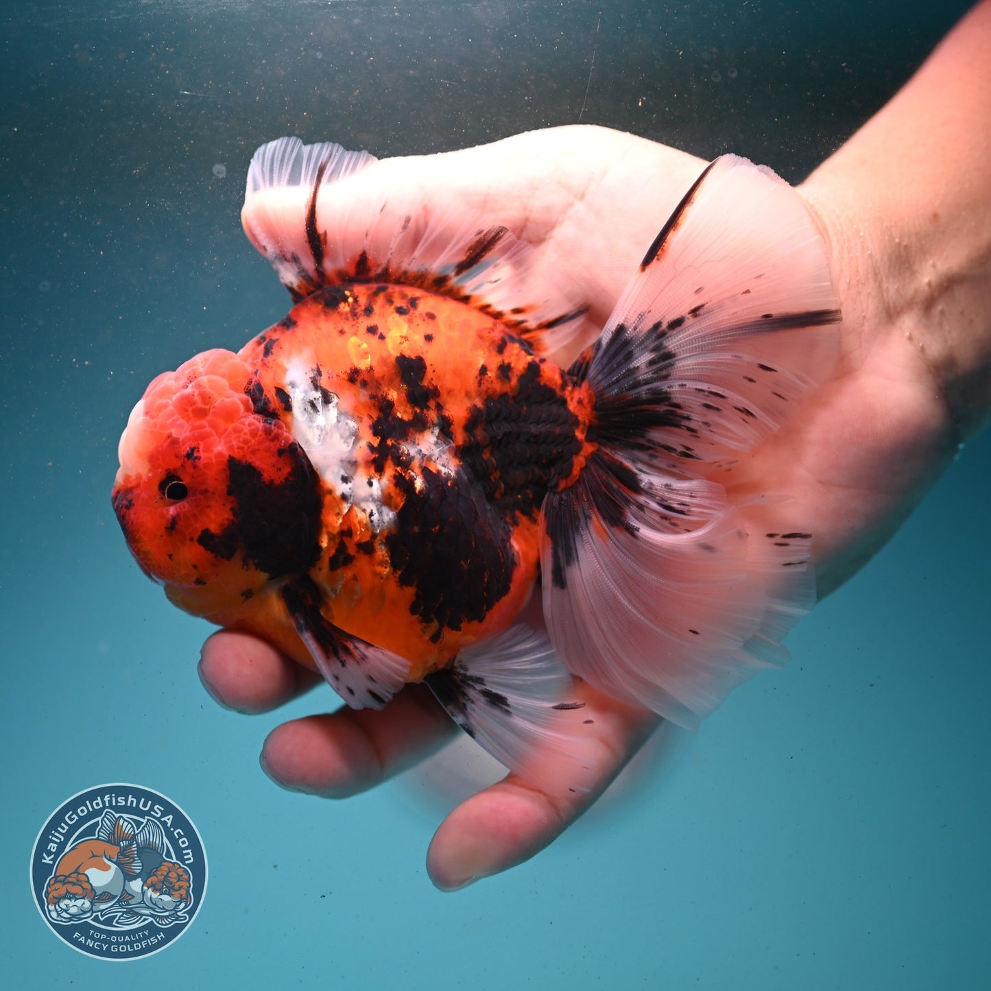 Tricolor Sakura/Tiger Rose Tail Oranda 3.5 inch Body (260807_OR02)