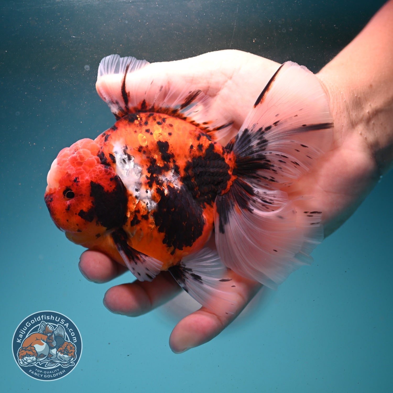 Tricolor Sakura/Tiger Rose Tail Oranda 3.5 inch Body (260807_OR02)
