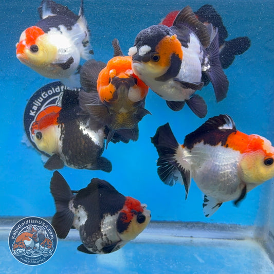 Tricolor Short Tail Oranda 3-3.5 inch Body (260814_OR26) | We pick, you save!