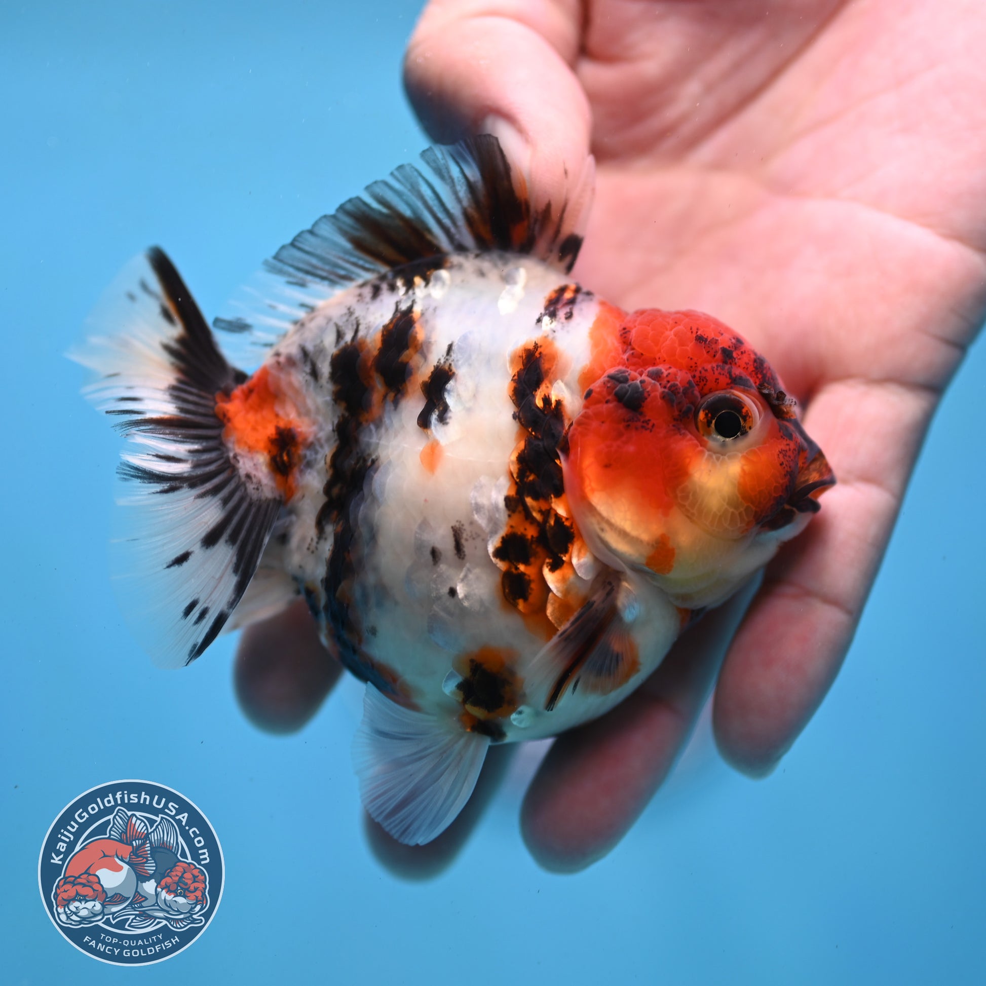 Tricolor Tiger Oranda 3 inch Body (260213_OR02)