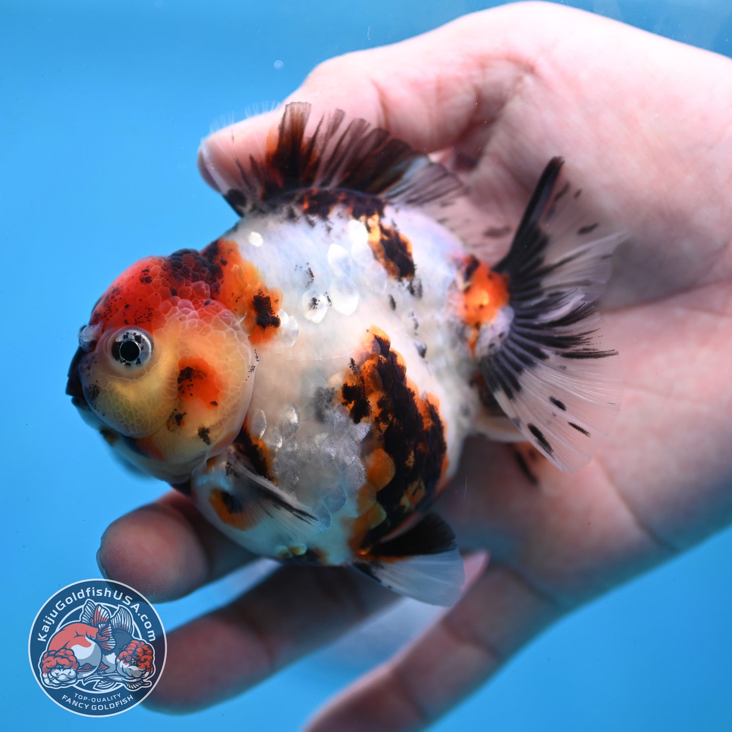 Tricolor Tiger Oranda 3 inch Body (260213_OR02)