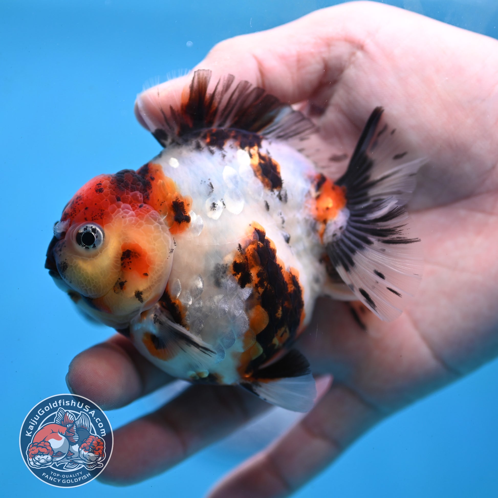 Tricolor Tiger Oranda 3 inch Body (260213_OR02)