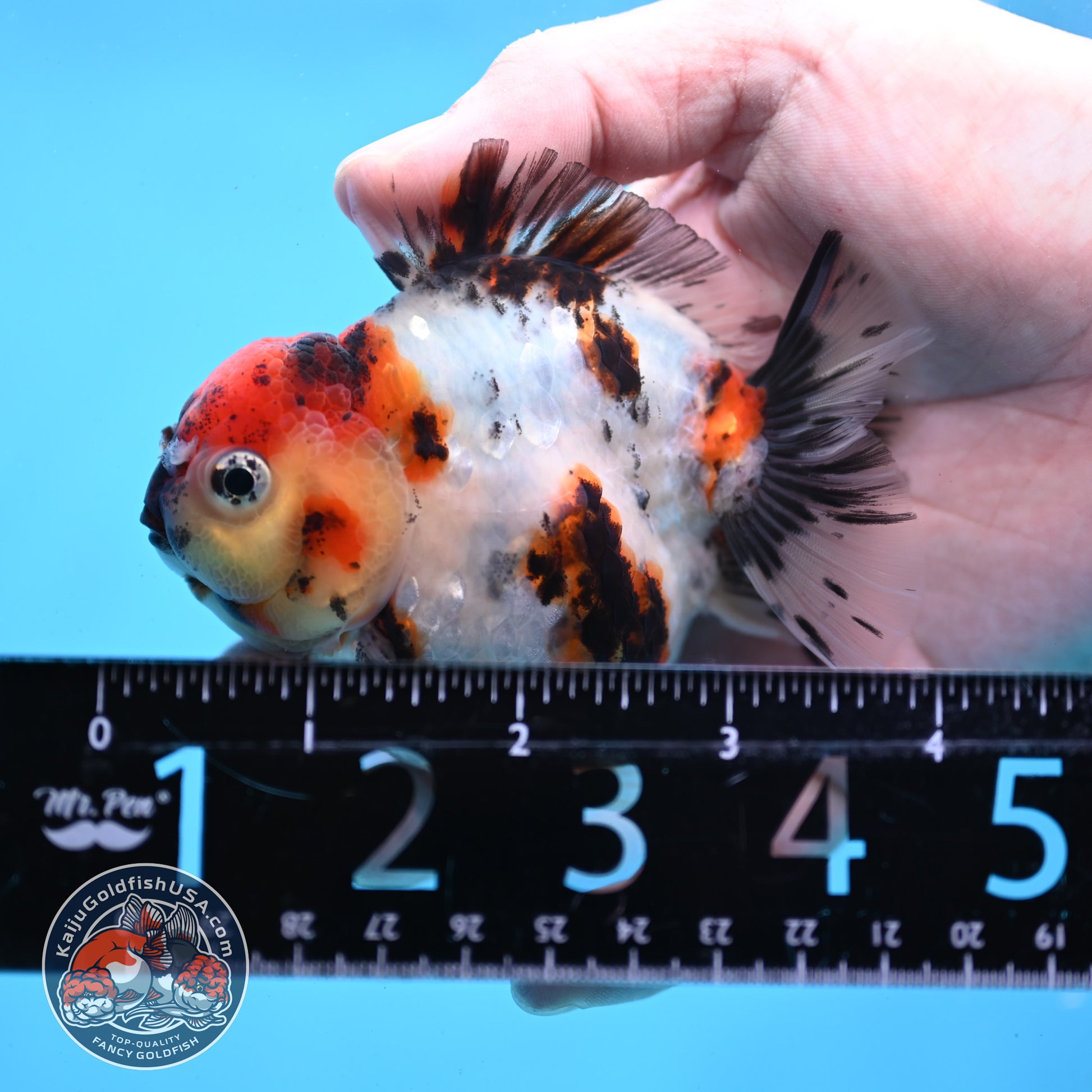 Tricolor Tiger Oranda 3 inch Body (260213_OR02)