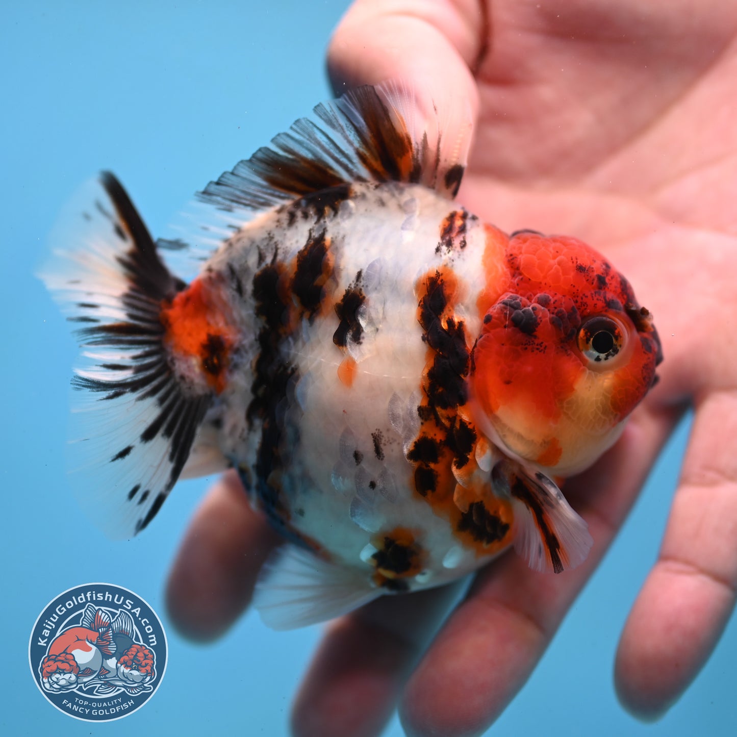 Tricolor Tiger Oranda 3 inch Body (260213_OR02)