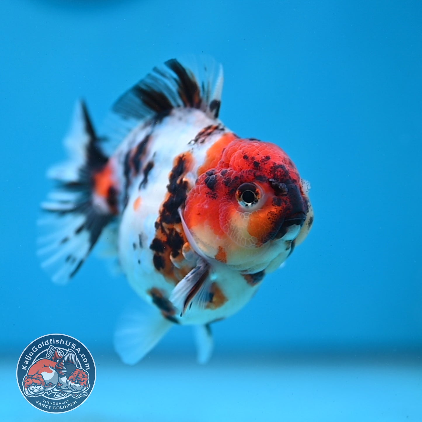 Tricolor Tiger Oranda 3 inch Body (260213_OR02)