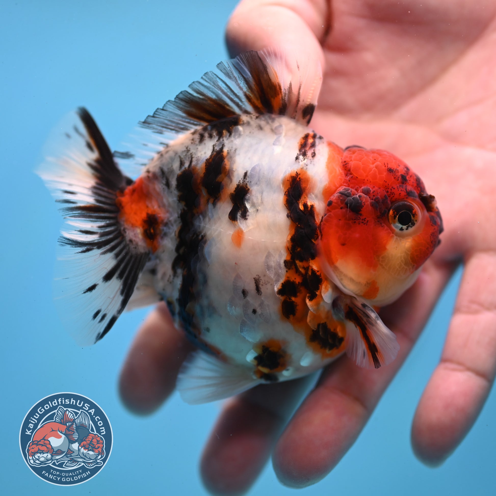 Tricolor Tiger Oranda 3 inch Body (260213_OR02)