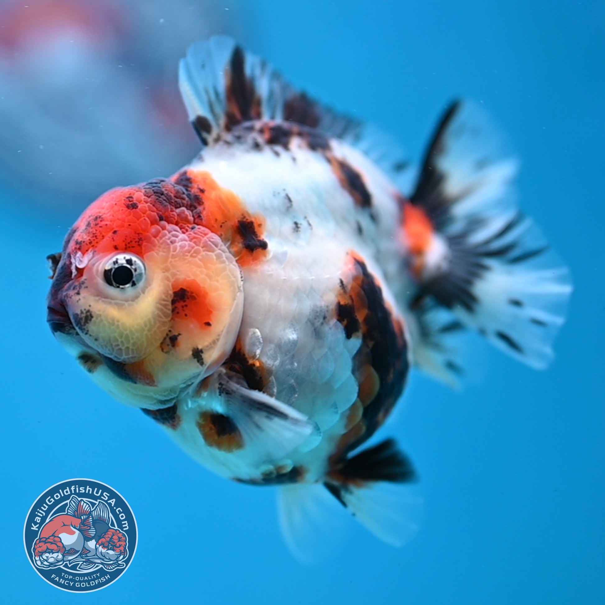 Tricolor Tiger Oranda 3 inch Body (260213_OR02)