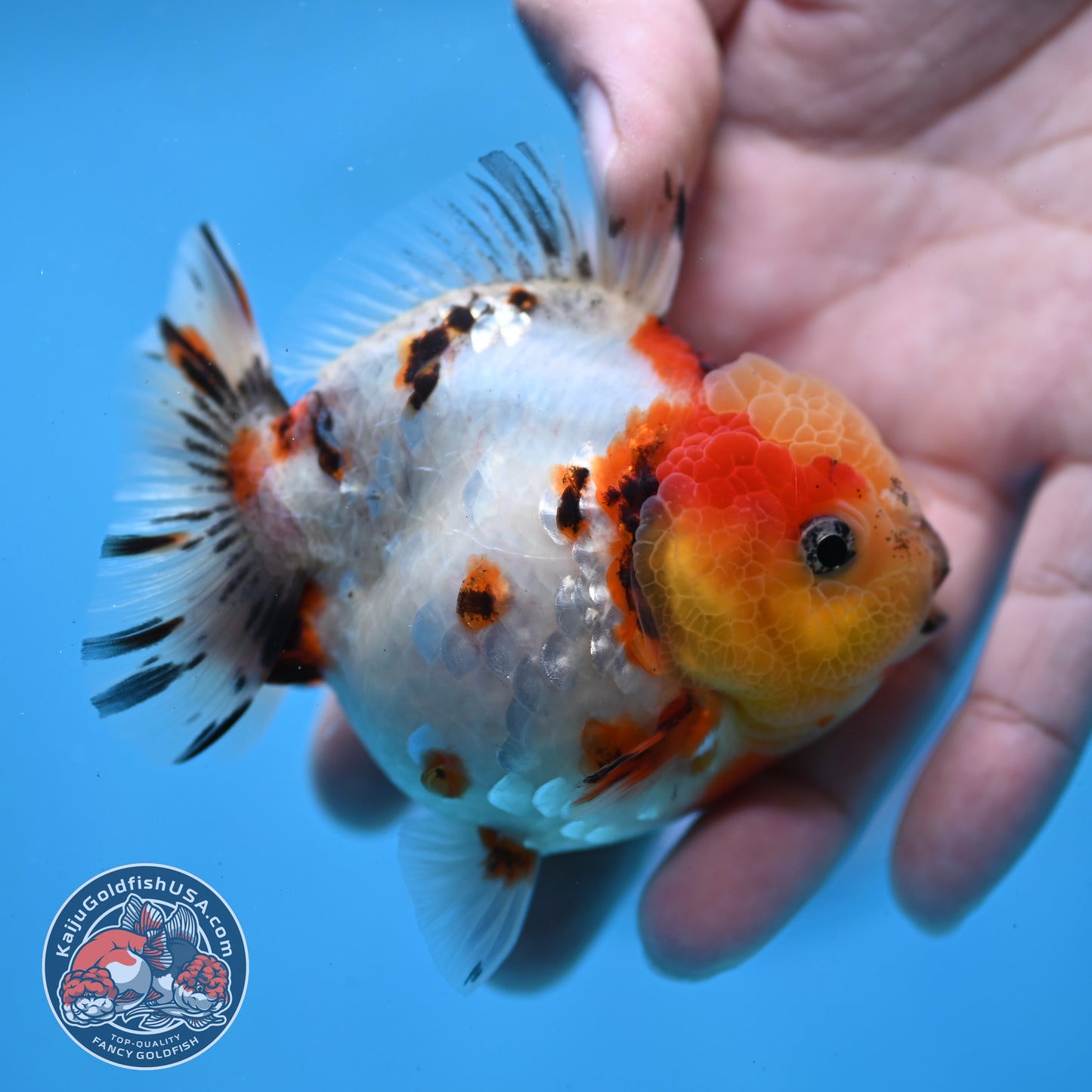 Tricolor Tiger Oranda 3 inch Body (260213_OR14)