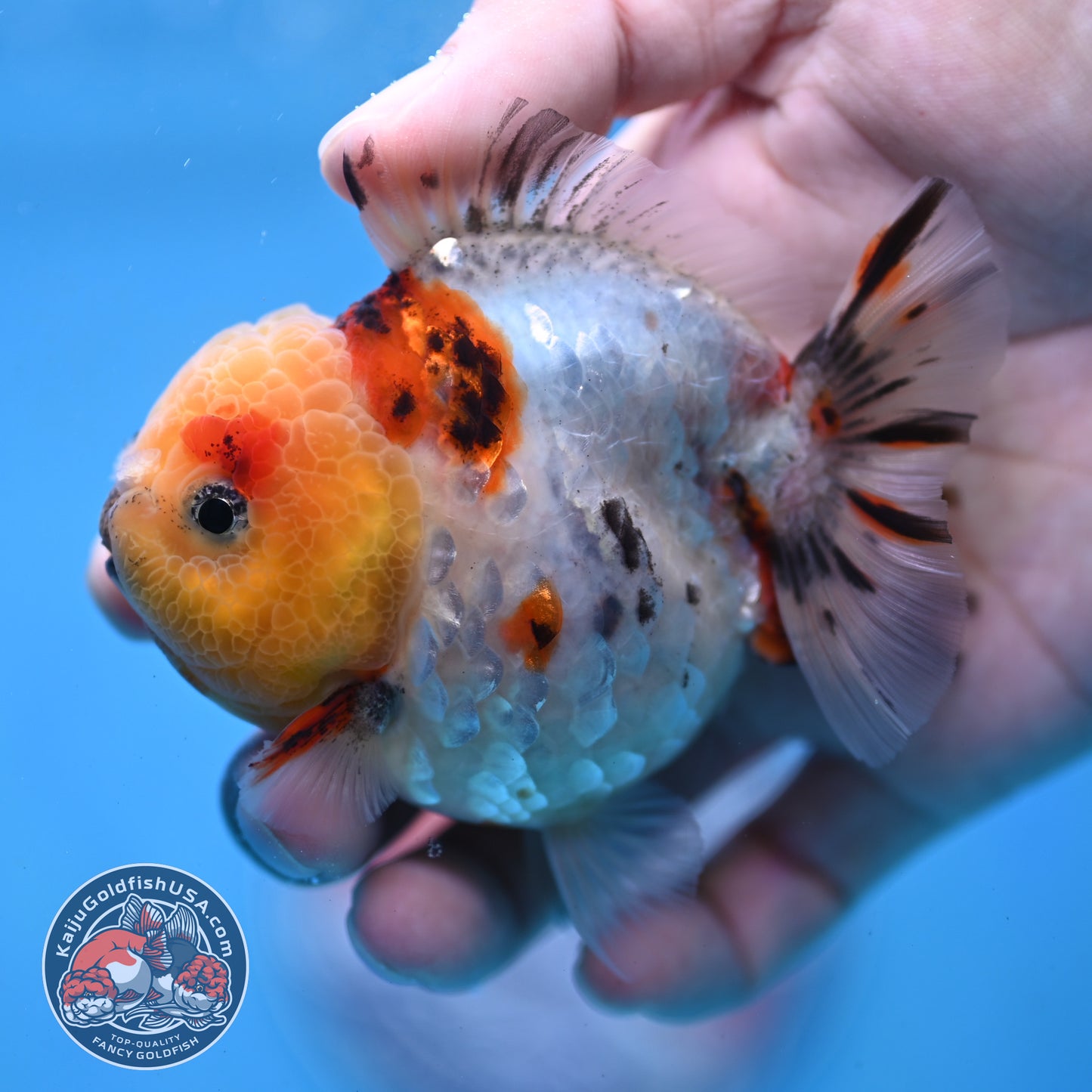 Tricolor Tiger Oranda 3 inch Body (260213_OR14)
