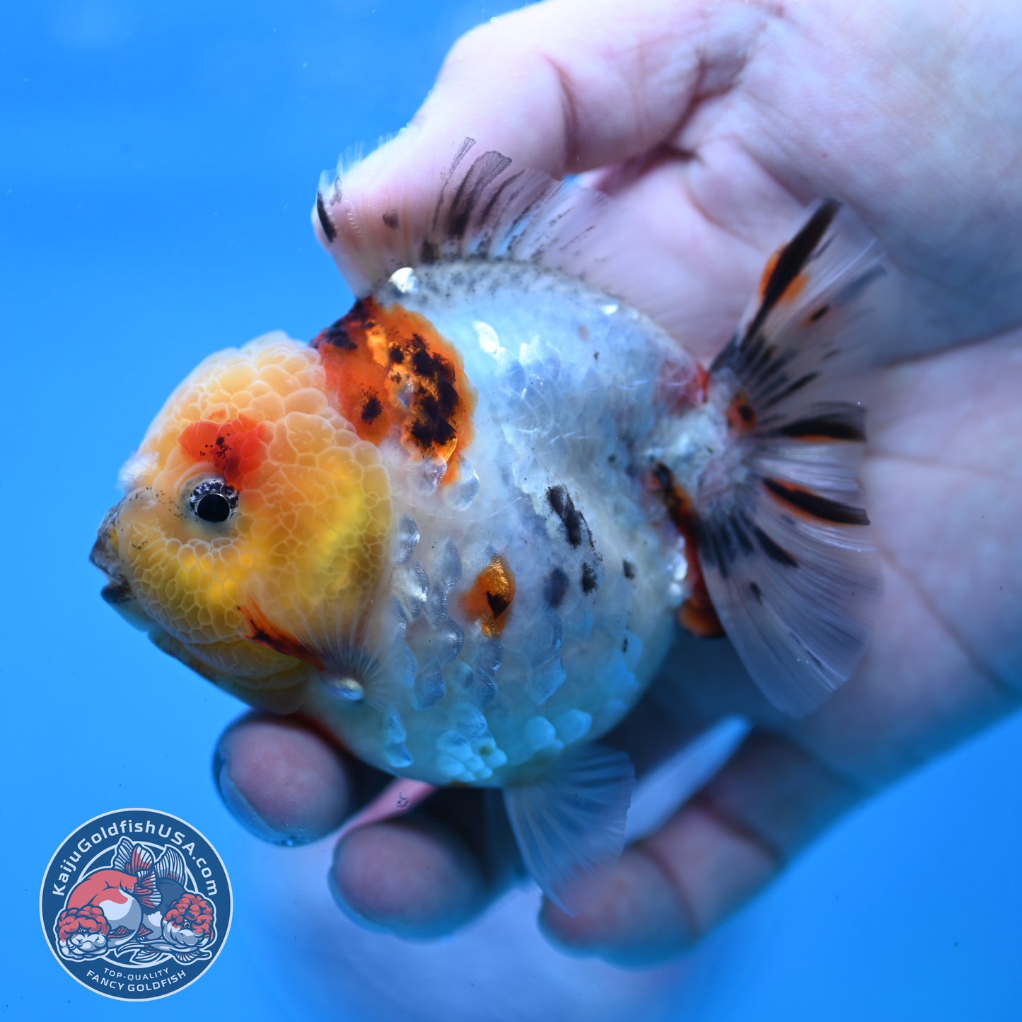 Tricolor Tiger Oranda 3 inch Body (260213_OR14)