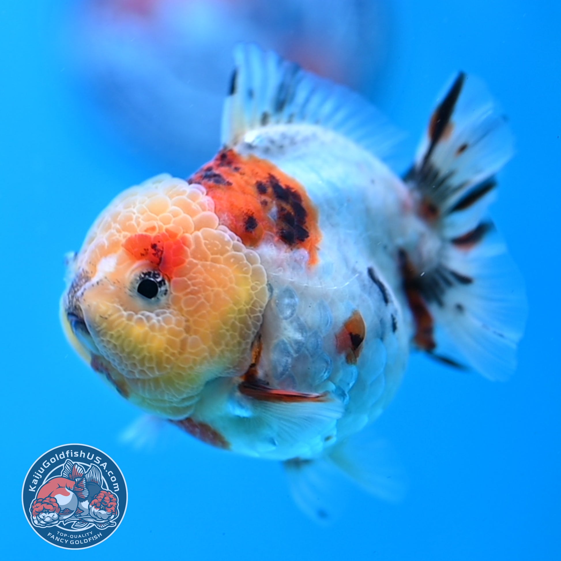 Tricolor Tiger Oranda 3 inch Body (260213_OR14)