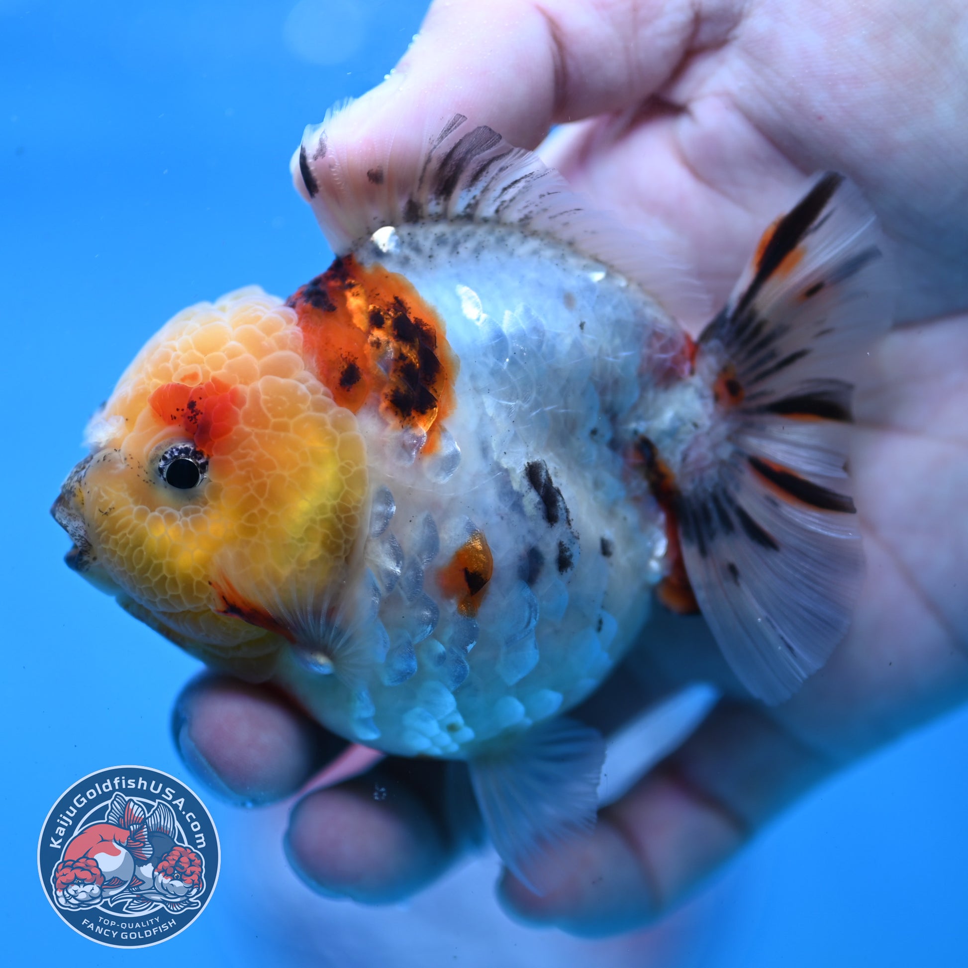 Tricolor Tiger Oranda 3 inch Body (260213_OR14)