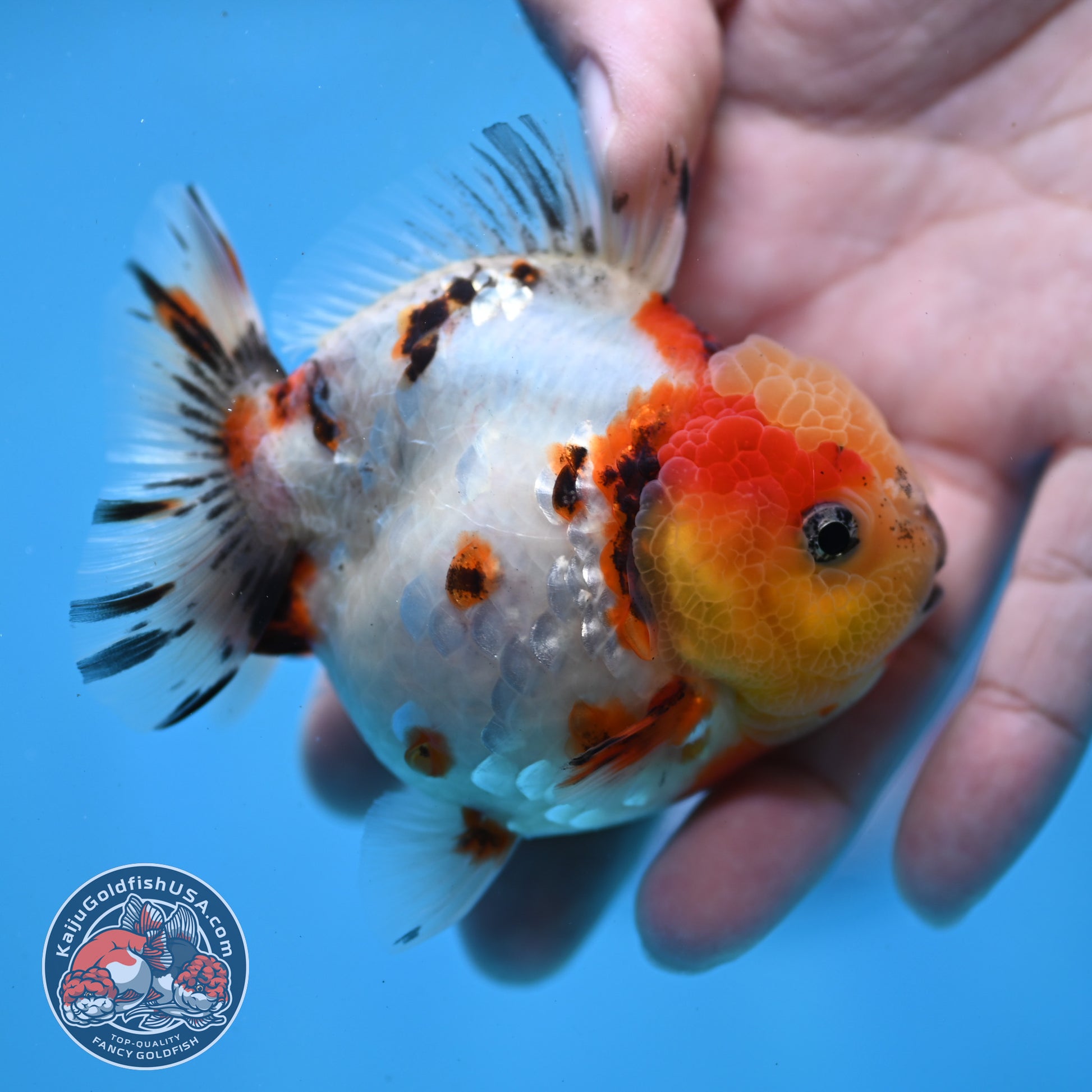 Tricolor Tiger Oranda 3 inch Body (260213_OR14)
