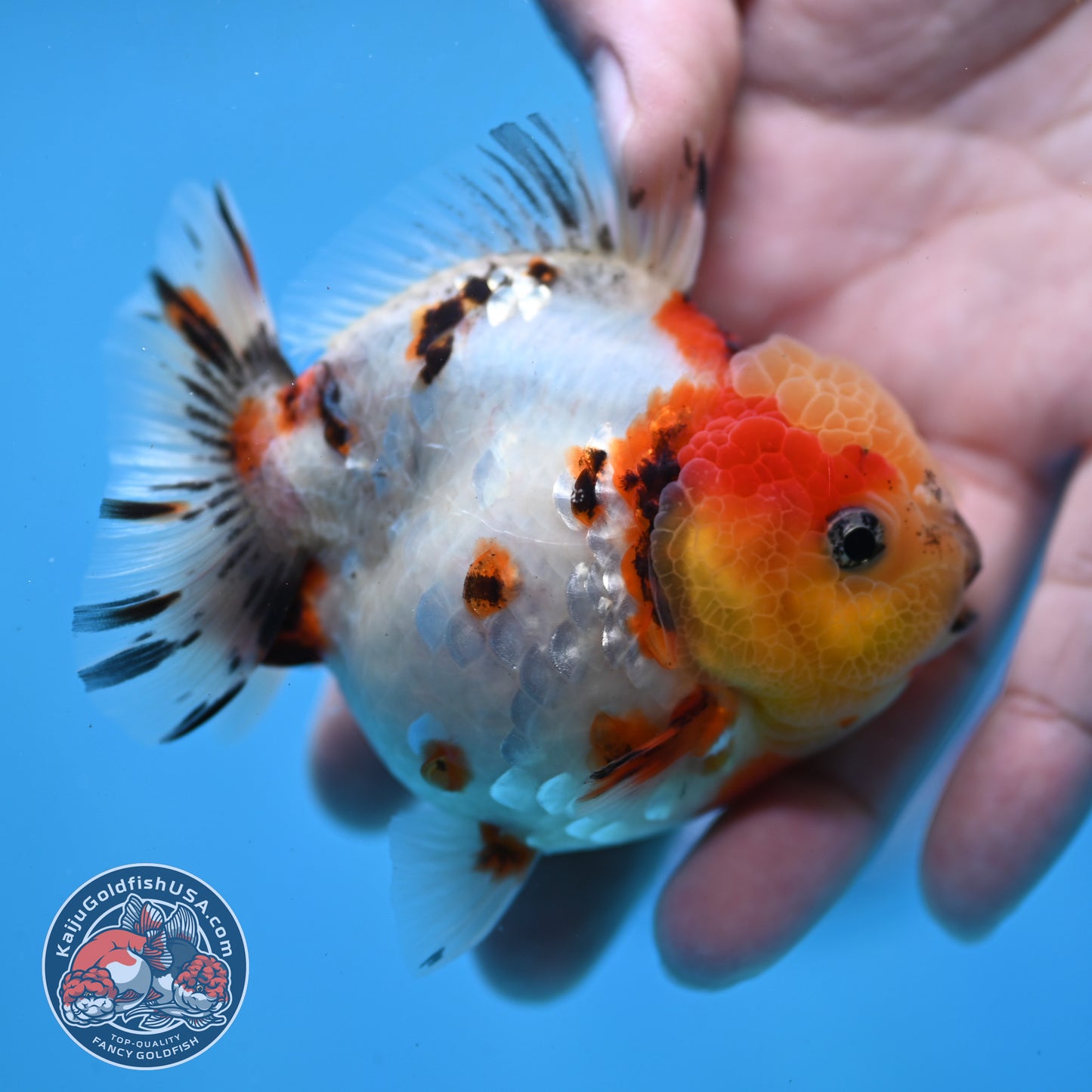 Tricolor Tiger Oranda 3 inch Body (260213_OR14)