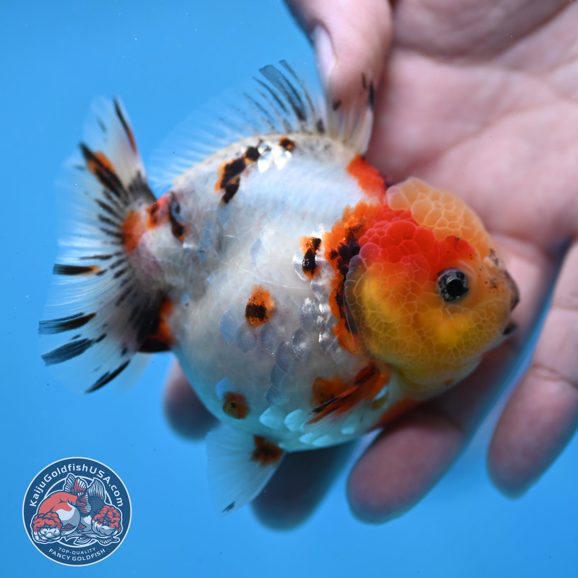 Tricolor Tiger Oranda 3 inch Body (260213_OR14)