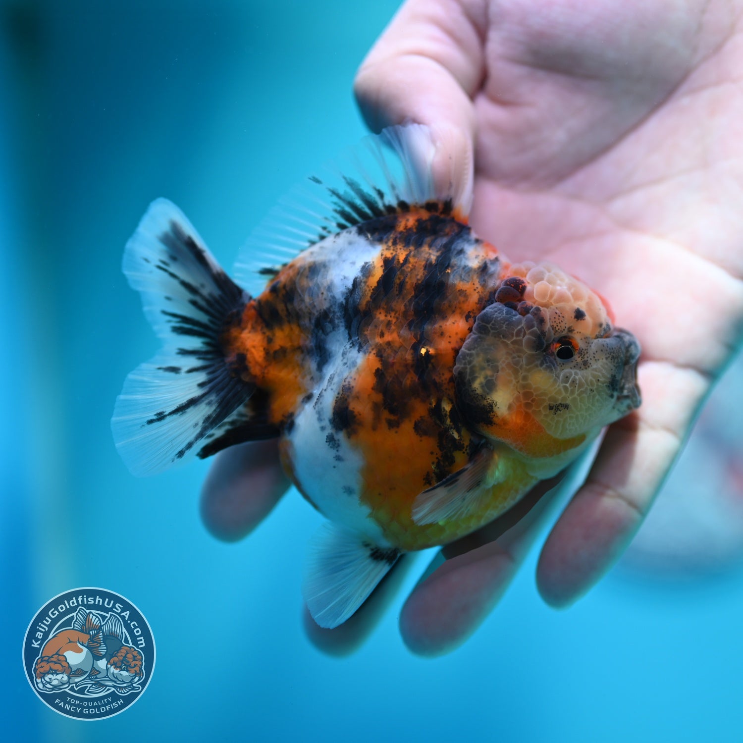 Tricolor Tiger Oranda 3.5 inch Body (260612_OR17)