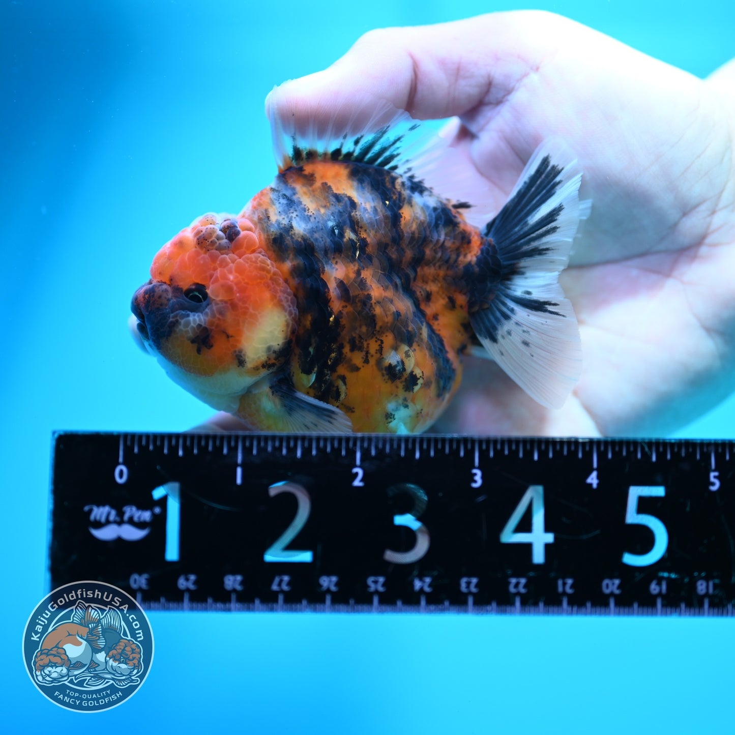 Tricolor Tiger Oranda 3.5 inch Body (260612_OR17)